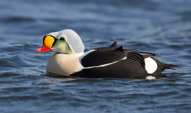 King Eider